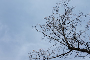 Árbol