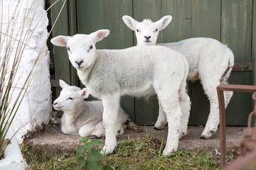 Three cute baby sheep in a farm yard