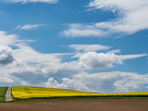 Rapsfeld im Fr&uuml;hjahr