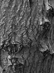 oak tree bark with cracks and texture