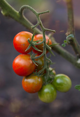 Tomato on the bush
