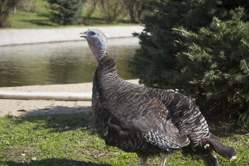farm turkeys
