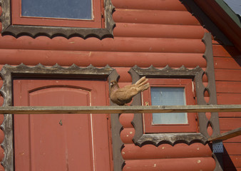 Pigeon, Dove,white pigeon, brown pigeon,saddle pigeon,wallpaper,desktop wallpaper,beautiful pigeon