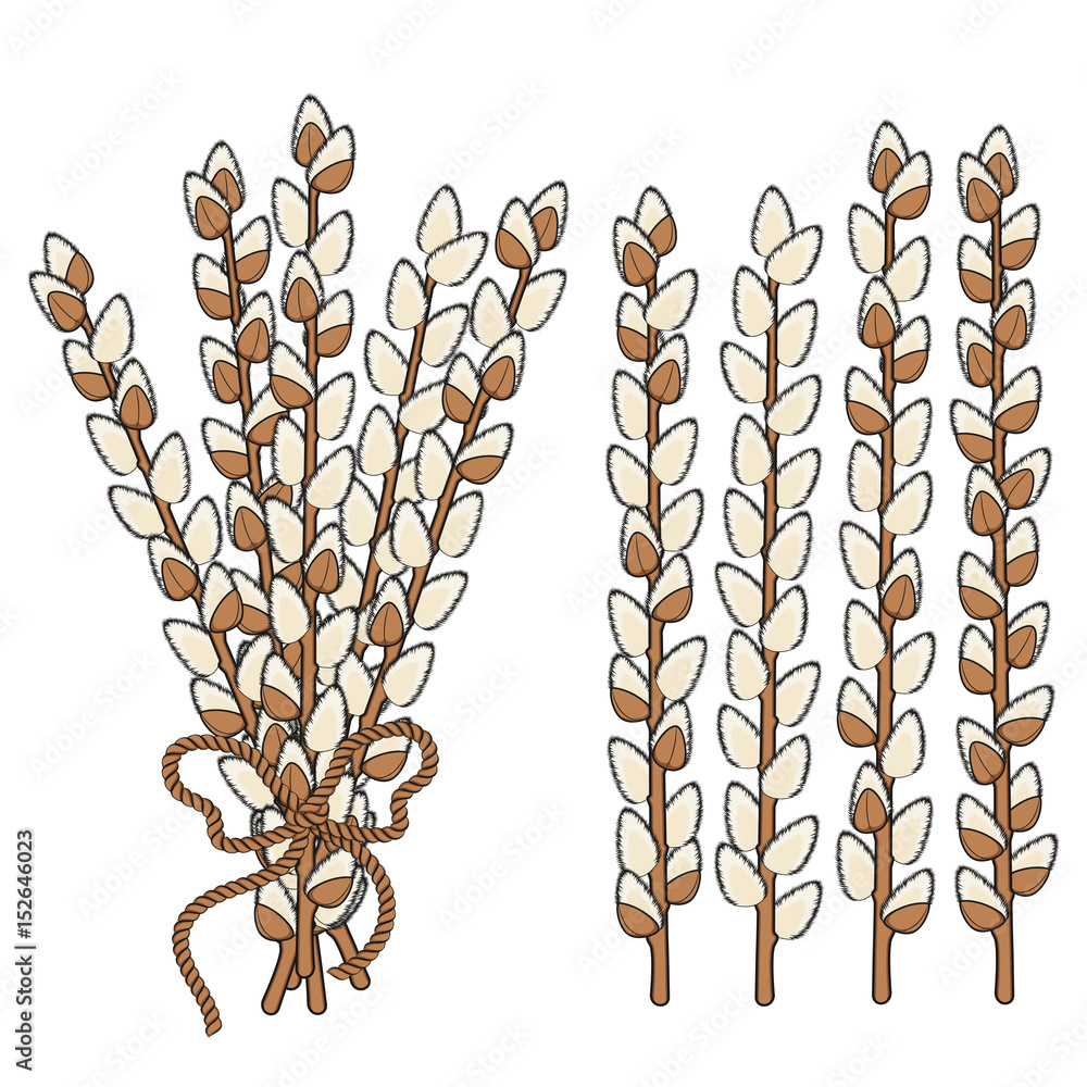 Aufkleber set of willow branches. isolated vector objects on white background.