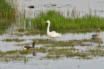 Silberreiher bei der Jagd
