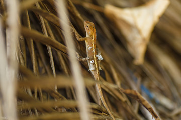 Lizard sheds old skin
