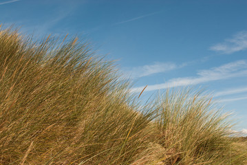 grass reeds growing on sand dunes, shot against the sky
