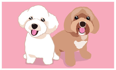 cute poodle dogs