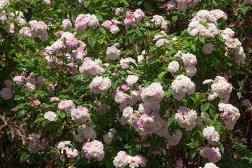 Rose rampicanti in fiore
