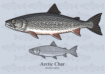 Arctic char. Vector illustration for artwork in small sizes. Suitable for graphic and packaging design, educational examples, web, etc.