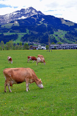 Fototapeta na wymiar Cows in a meadow with Austrian Alps on background. Vertical image.