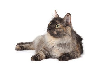 Cat on a white background