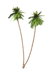 3D Rendering Coconut Palm Trees on White