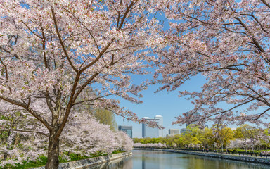 大阪城東外濠の春景色