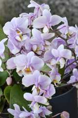 Phalaenopsis / Orchidée papillon