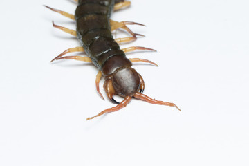 The Giant red Centipede dangerous animal on white background.
