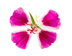 Pressed and dried flower godetia isolated