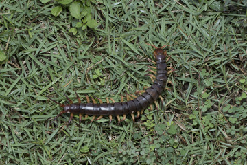The Giant red Centipede dangerous animal in the Garden.