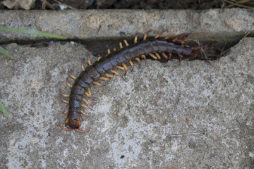 The Giant red Centipede dangerous animal in the Garden.