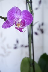 Orchidee in Pink