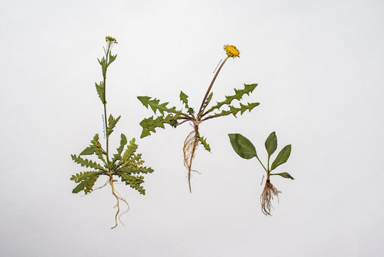 plants with roots on white background, plants for a book on biology