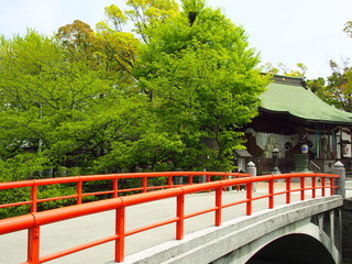 新緑の松戸神社風景