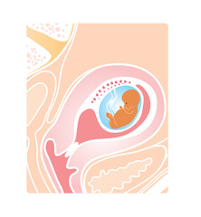 Pregnancy. Twelve weeks baby in the womb. Vector illustration