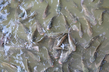Tilapia Fish in pond.
