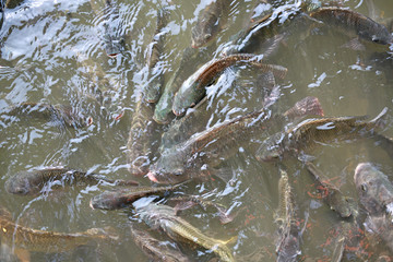 Tilapia Fish in pond.