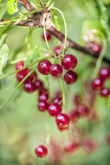 reife rote Johannisbeeren am Strauch
