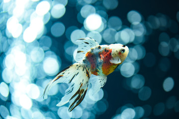 金魚