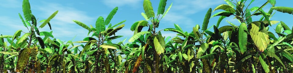 Banana grove, palm trees against the sky
