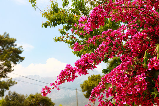begonvil red flowers on Kemer street