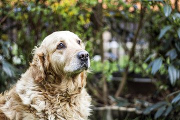 old golden retriever dog