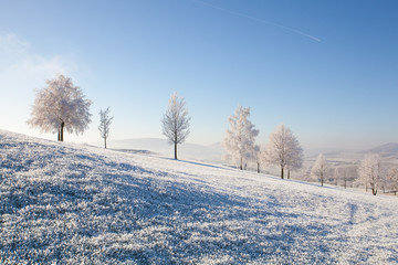 Snow and hoarfrost covered trees in the frosty morning.