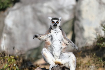 ワオキツネザル