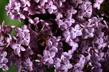 Lilac background