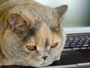Close-up view of a British cat lying and resting on a laptop with a blurred background