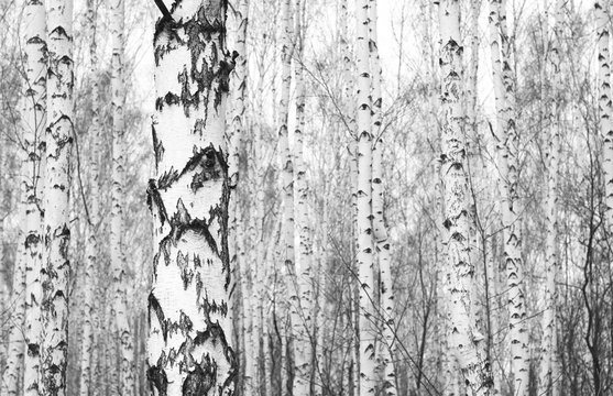 Black and white photo of birch grove in autumn as beautiful black-and-white wallpaper