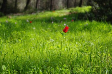 Red flower in the forest