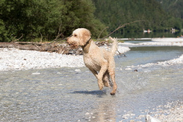 Weißer Labradoodle läuft durch Wasser