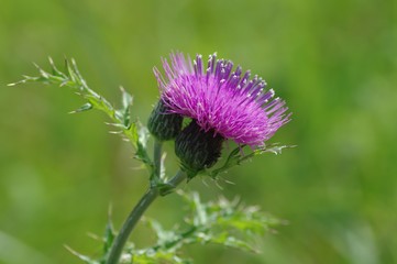 アザミの花