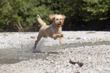 weißer Labradoodle springt durchs Wasser