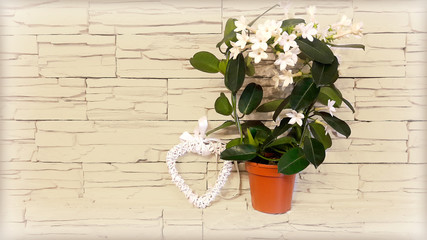  Flowering houseplant, Jasmine, next, wicker heart on a background of decorative stone walls. 