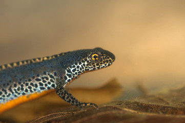 underwater images of alpine newt (Ichthyosaura alpestris), a european amphibian