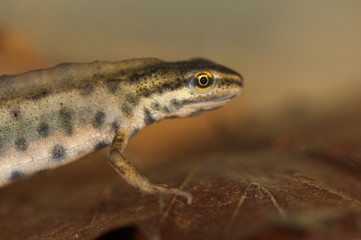 Underwater images of the Palmate newt, a European amphibian