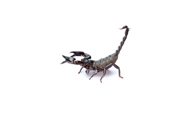 black scorpion on white background