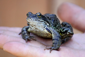 Frog on a person's hand close up.