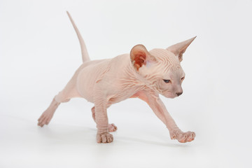 Funny hairless sphynx kitten on white background
