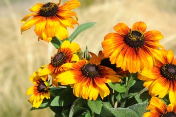 Rudbeckia